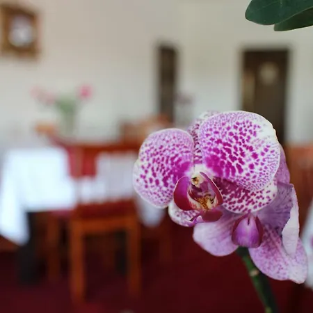 La Casa Boierului *
